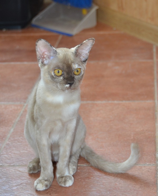 Бурманская кошка на продажу