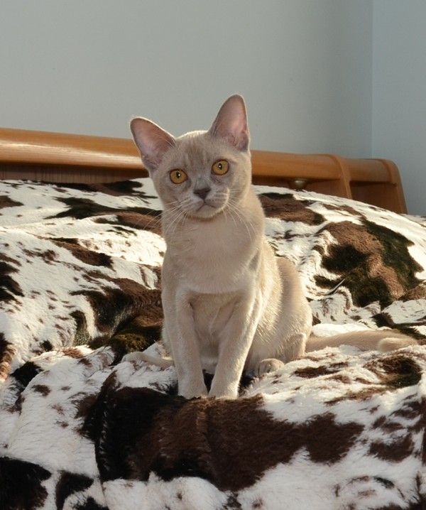 Алдис Стефани - бурманская кошка на продажу