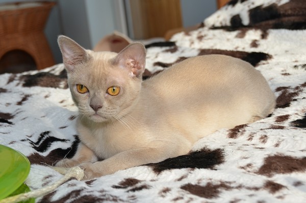 Aldis shannon - бурманский котенок на продажу
