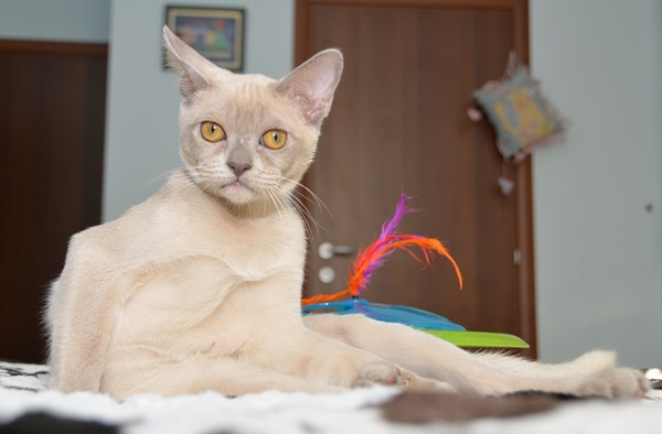 Aldis shannon - бурманский котенок на продажу
