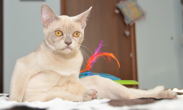 Алдис Шеннон - бурманский котенок на продажу