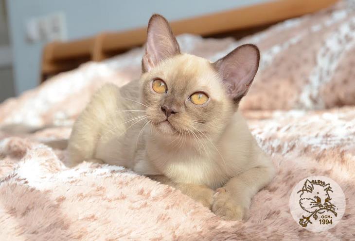 Питомник кошек породы бурма - купить котенка бурма Москва