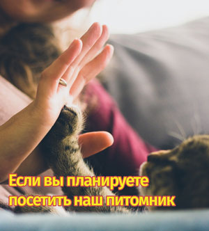 Кошки породы бурма питомник в москве thumbnail