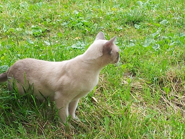Бурманский кот Алдис Оскар на даче