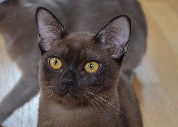 Алдис Рикки - бурманский кот на продажу