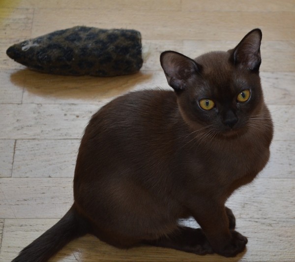 Бурманский кот на продажу - Алдис Рикки