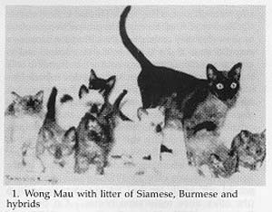 Вонг Мау с пометом сиамских, бурманских и гибридных  котят